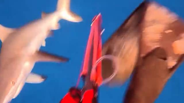 Nieuw-Zeelander filmt aanval van haai tijdens speervissen in Fiji