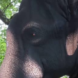 Video | Robotolifant wappert met oren in Indiase tempel