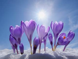 Het is lente - wanneer gaan we ons weer vrolijk, blij en energiek voelen?