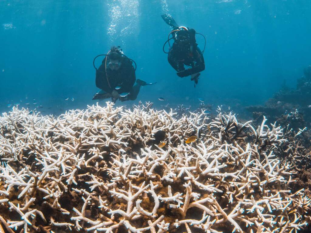 Minstens 84 procent van al het koraal verliest kleur door hittestress