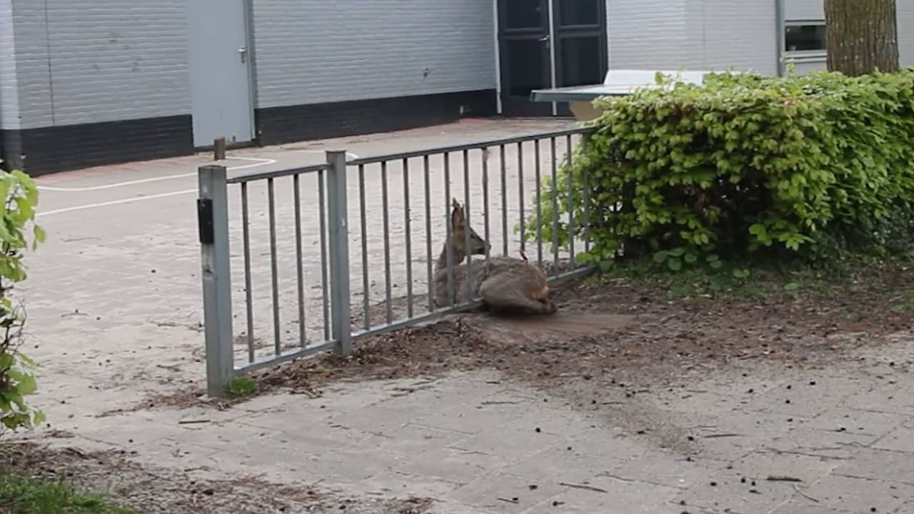 Video | Spartelende ree bevrijd uit hek van basisschool in Zutphen