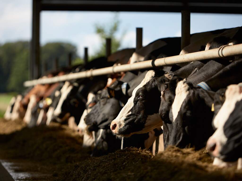 Geen MKZ gevonden bij Duitse runderen die naar Nederland zijn vervoerd