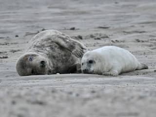 Pieterburen: Fotografen, blijf uit de buurt van zeehonden en hun pups