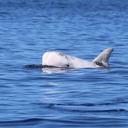 Zeldzame Risso's dolfijn spoelt voor het eerst sinds jaren zeventig aan