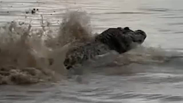 Toeristen gillen als kaaimannen opduiken tijdens boottocht in Brazilië