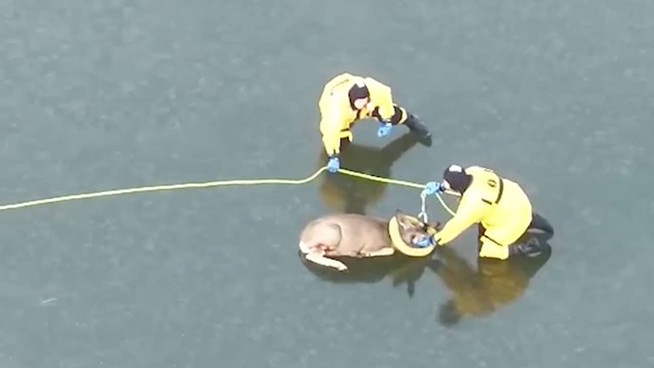 Video | Hulpdiensten redden gewond hert van bevroren meer in VS