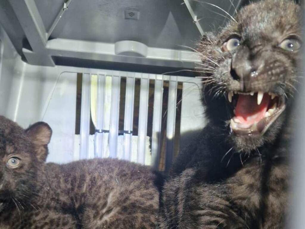 Panterwelpjes, flamingo's en caracals in beslag genomen bij man uit Gelderland