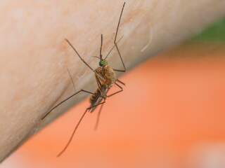 Moeten we ons zorgen maken? En andere vragen over het westnijlvirus