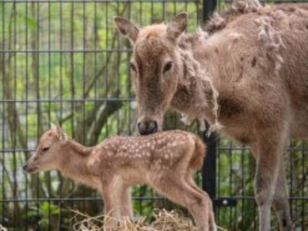 Zeldzaam Pater Davidshertje in Friesland geboren, soort was bijna uitgestorven