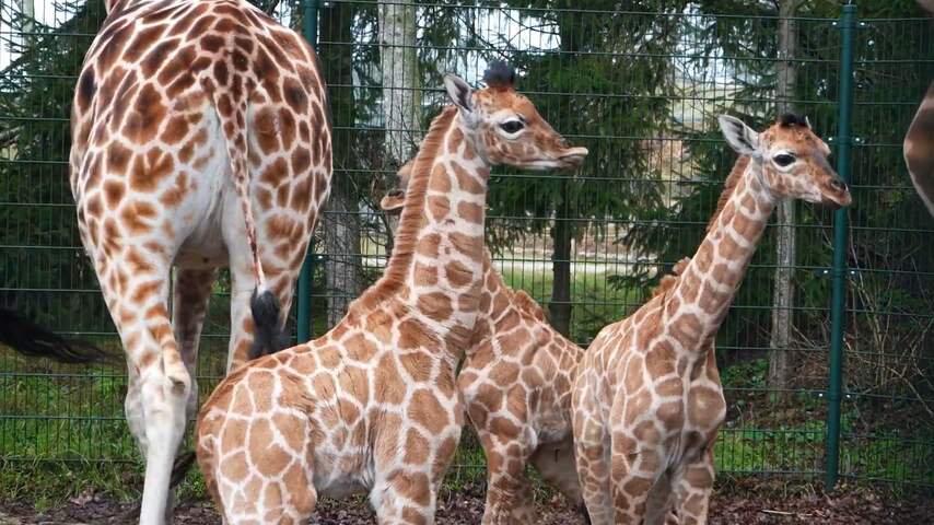 Bedreigde giraffen zetten eerste stapjes in Beekse Bergen