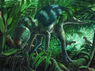 Vondst van kleine botten leidt tot ontdekking van dinosaurus zo groot als een kip