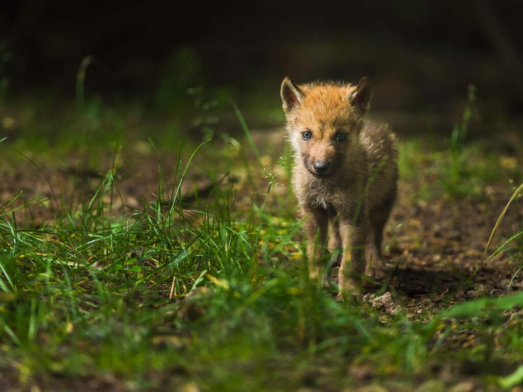 Wolvenwelp in Duitsland