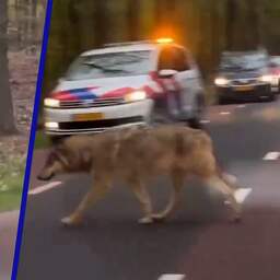 Video | Wolf lijkt om eten te bedelen rond auto's in Ermelo