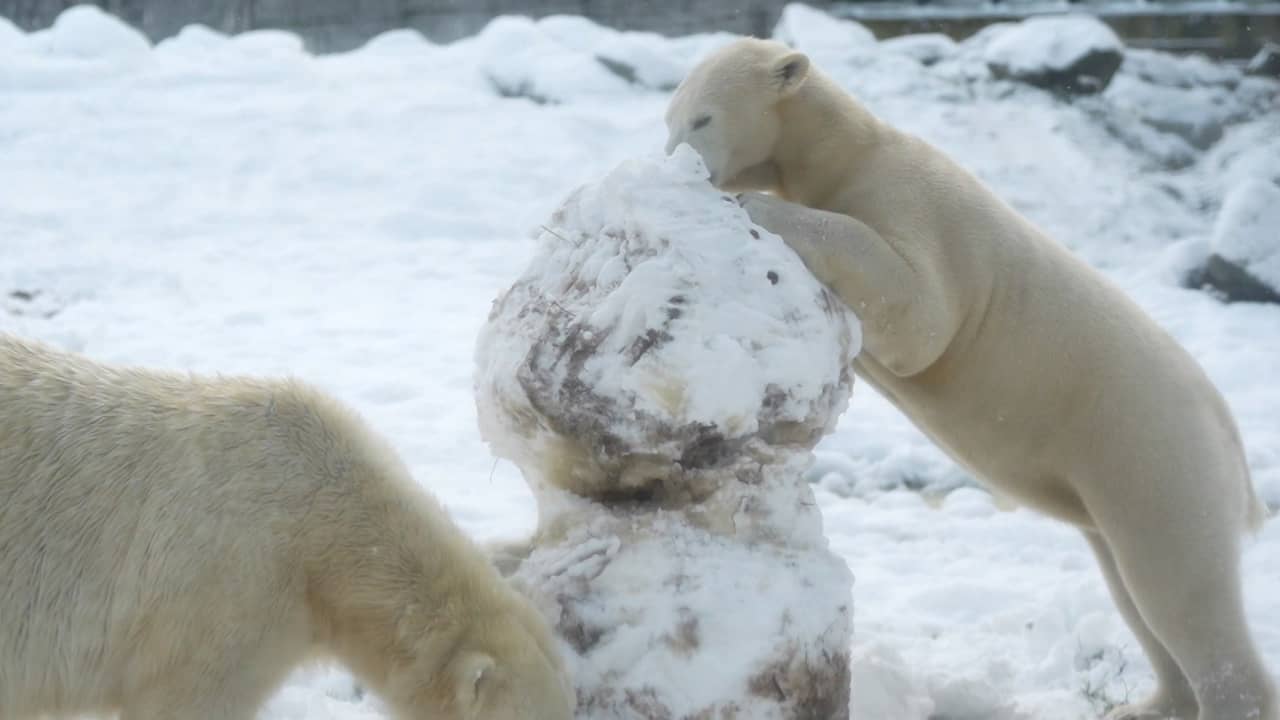 Video | Ijsberen breken sneeuwpop vol met lekkernijen af in Eindhoven Zoo