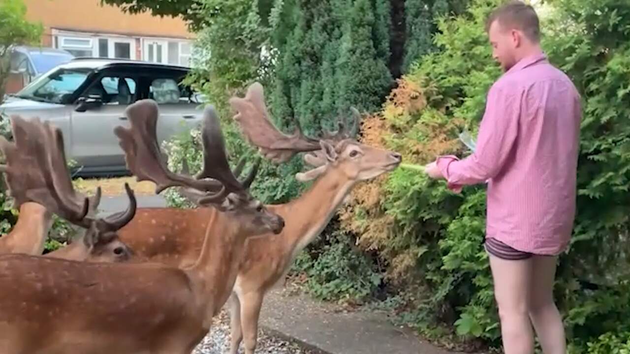 Video | Herten in Engeland bezoeken tuinen van buurtbewoners