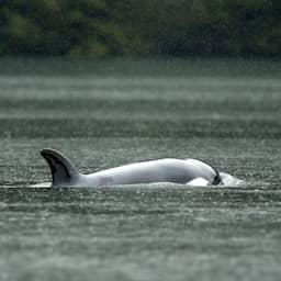 Jonge orka na wekenlange worsteling bevrijd uit ondiepe lagune in Canada