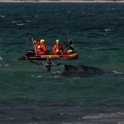 Video | Reddingswerkers haasten zich om gestrande walvis terug in zee te krijgen