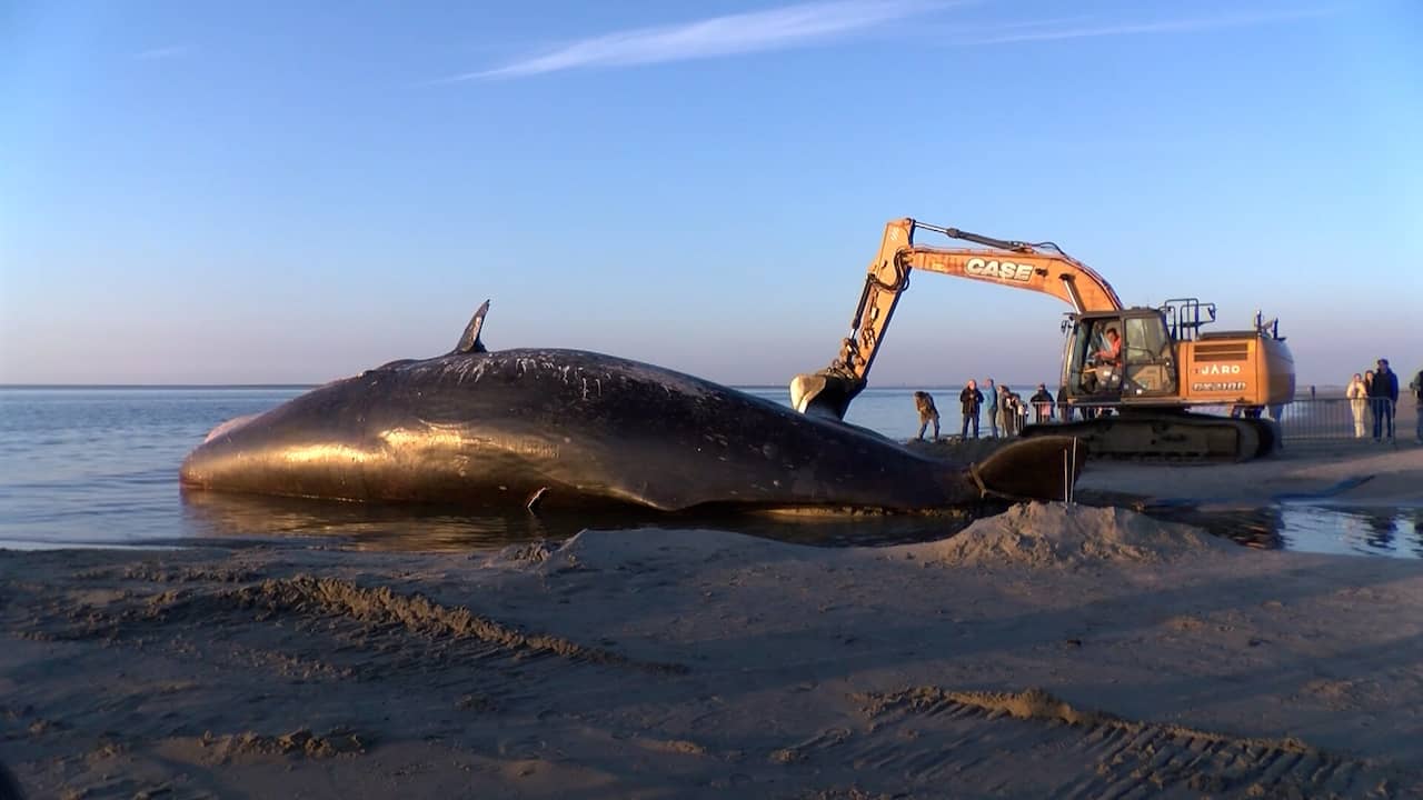 Video | Graafmachine maakt geul rondom dode potvis in Renesse