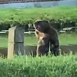 Video | Bever van 1 meter gespot in Schipluiden