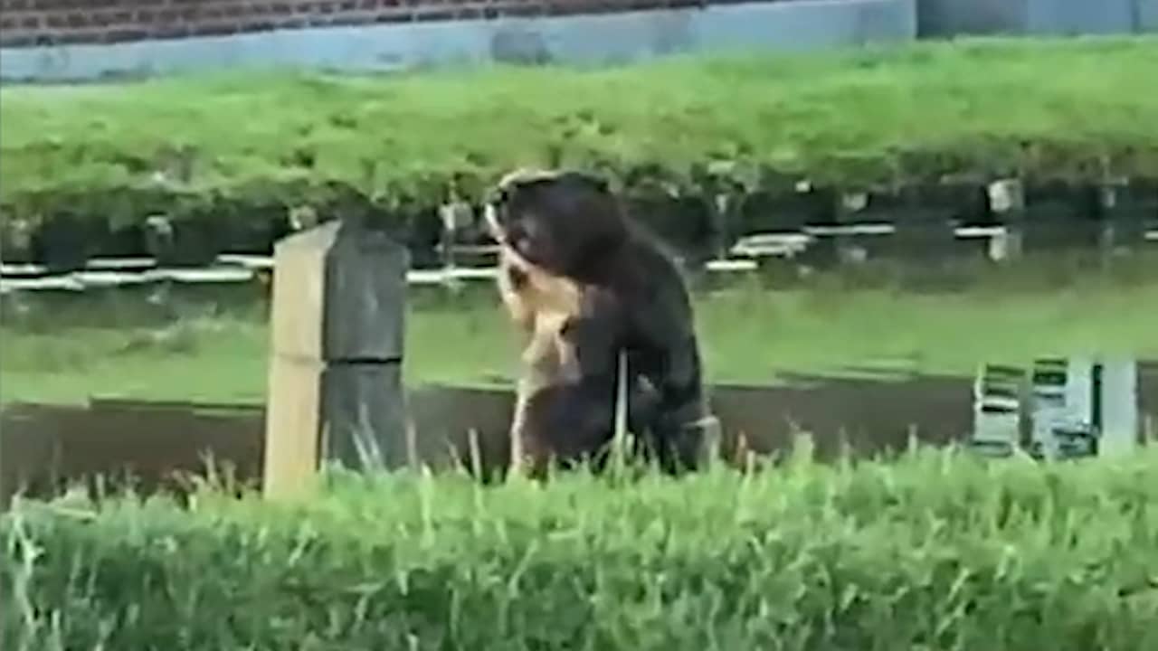 Video | Bever van 1 meter gespot in Schipluiden