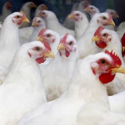 Angst neemt toe nu vogelgriep in het hart van pluimveesector is geconstateerd