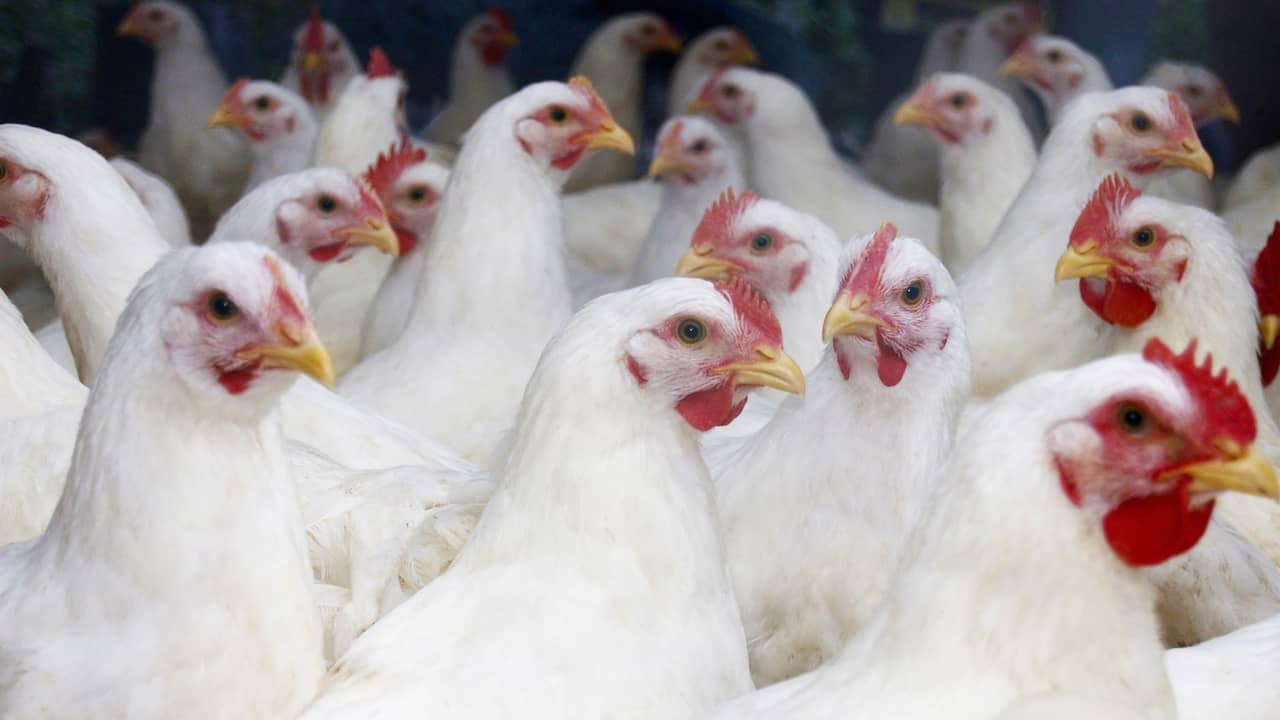 Angst neemt toe nu vogelgriep in het hart van pluimveesector is geconstateerd