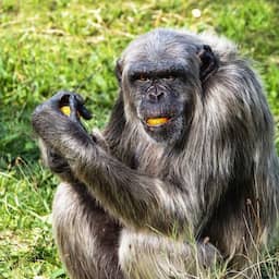 Chimpansee Wouter overleden in Beekse Bergen na gevecht met andere apen