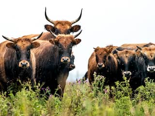 Waarom mogen we vlees van de Oostvaardersplassen-runderen niet eten?