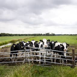 Stevig stikstofplan kabinet: maximaal 2,6 koeien per hectare en zones rond natuur