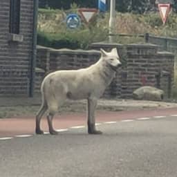 Politie schiet ontsnapte wolfshond dood bij snelweg in Limburg