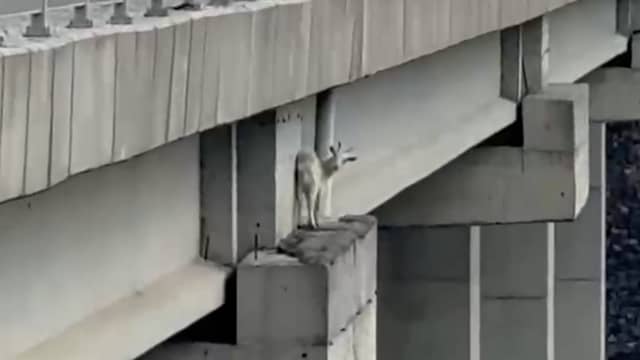 Turkse brandweer in touw voor vastzittende geit op viaduct