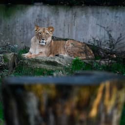 Man betreedt leeuwenverblijf in Duitse dierentuin om de dieren goulash te voeren