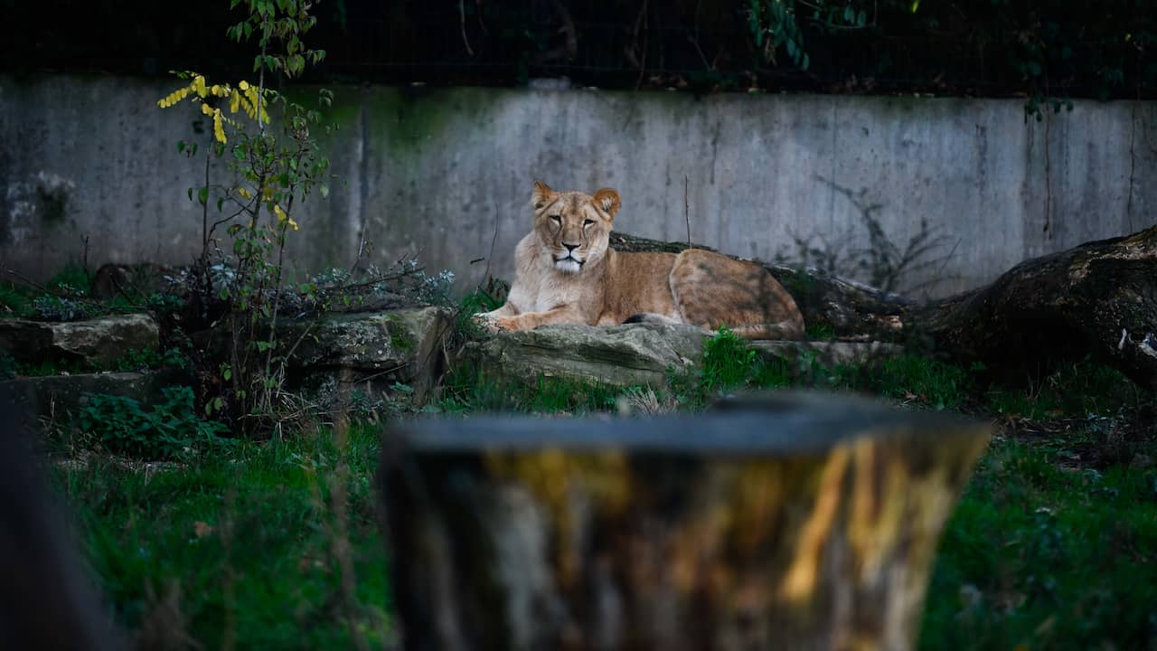 Man betreedt leeuwenverblijf in Duitse dierentuin om de dieren goulash te voeren