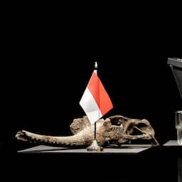 Nederland geeft Dubois-collectie met 28.000 fossielen terug aan Indonesië