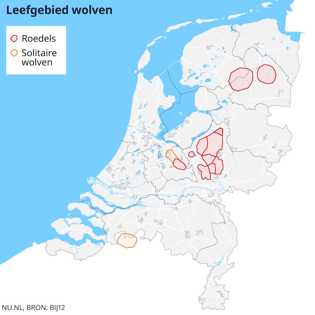 Zorgen Op De Veluwe Om Groeiend Aantal Wolven Gevoel Van Vrijheid zorgen-op-de-veluwe-om-groeiend-aantal-wolven-gevoel-van-vrijheid