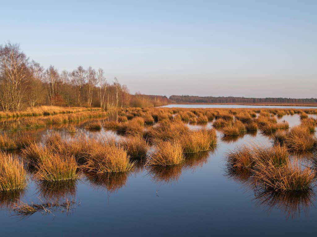 Het gaat dramatisch met onze natuur en dat komt niet alleen door stikstof