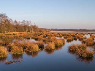 Het gaat dramatisch met onze natuur en dat komt niet alleen door stikstof