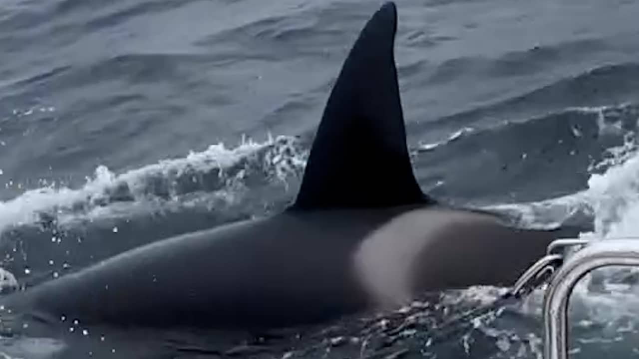 Foto bij Video | Orka's beuken minutenlang tegen zeilschip voor Spaanse kust
