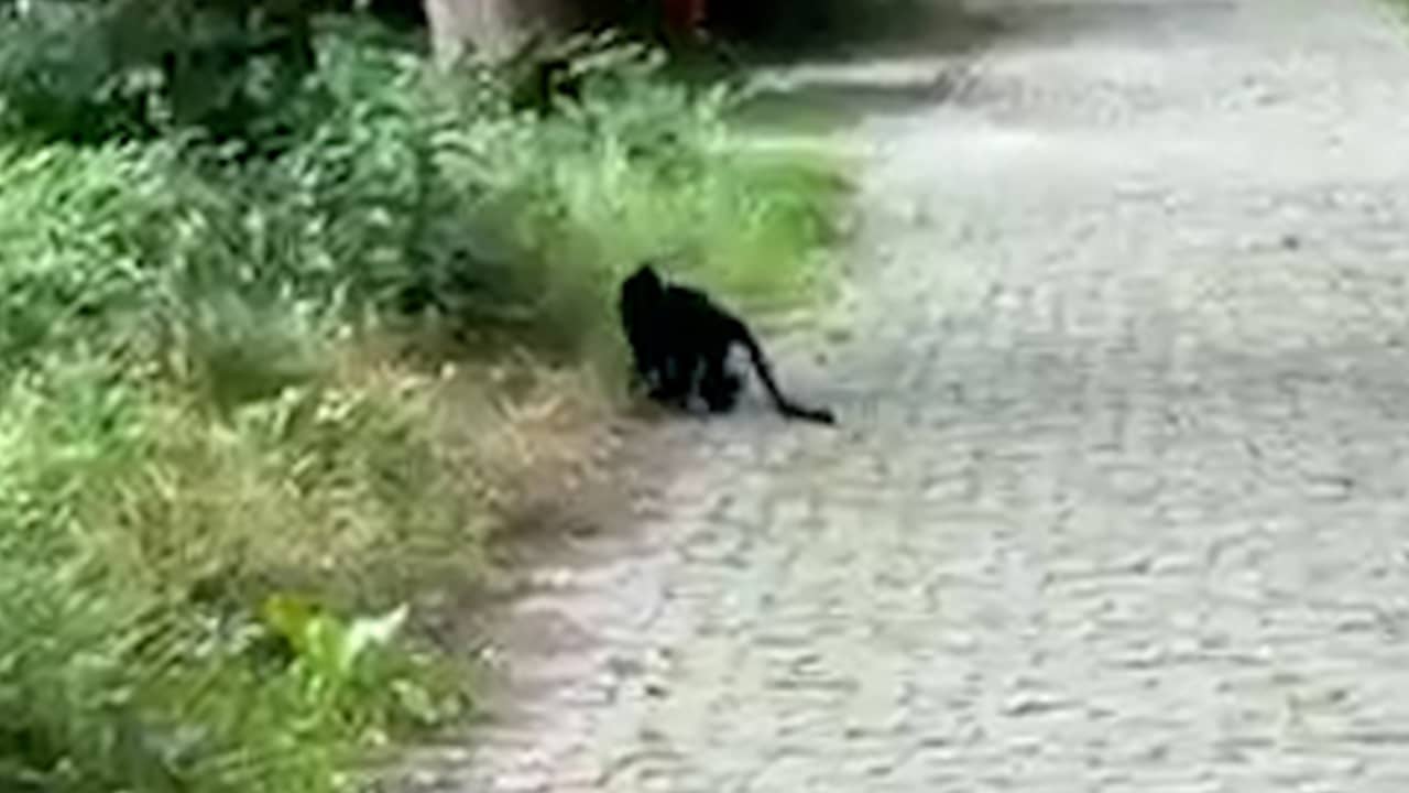 Video | Wandelaar filmt ontsnapte aap uit Beekse Bergen