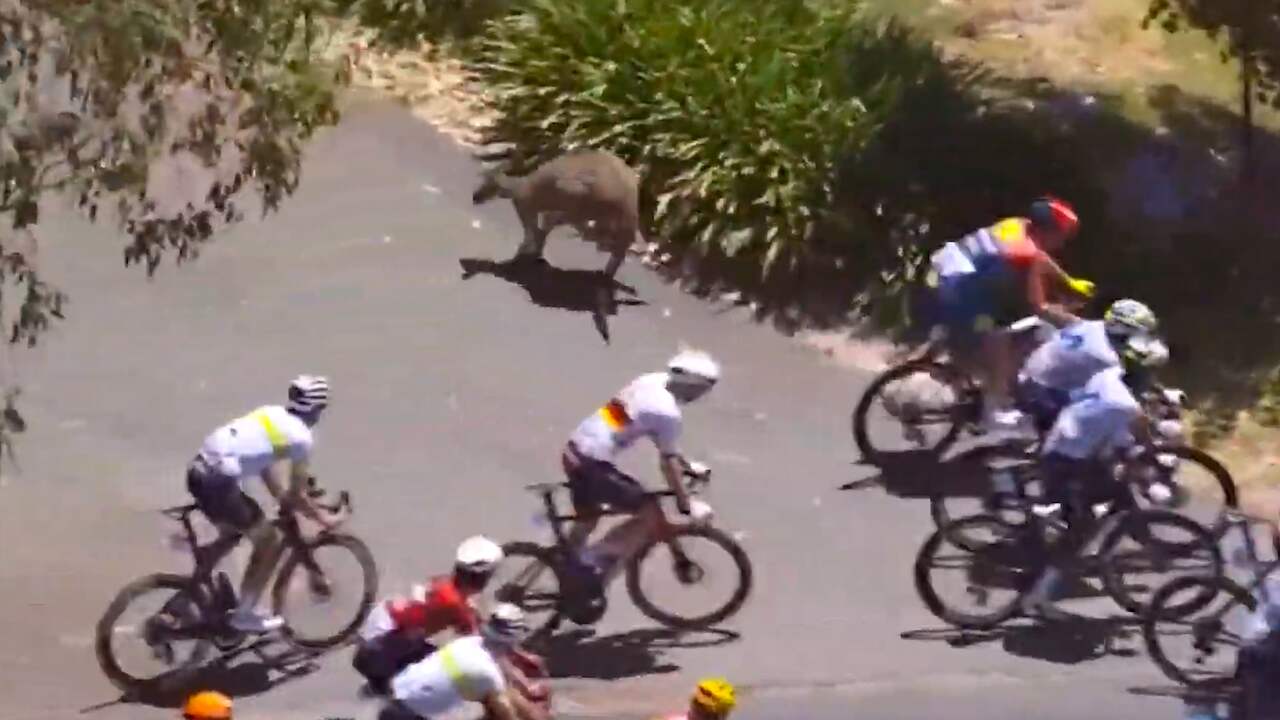 Kangoeroe veroorzaakt crash in Tour Down Under