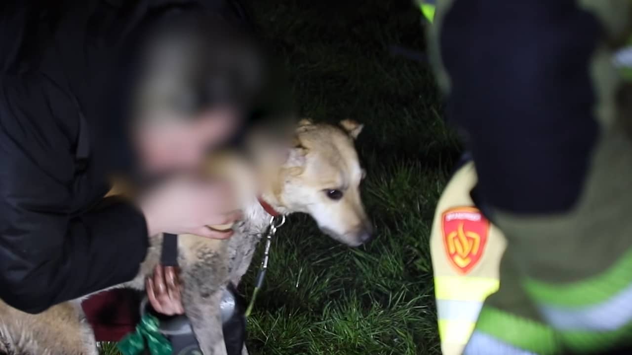Video | Brandweer redt hond die bang is voor vuurwerk onder brug in Barneveld