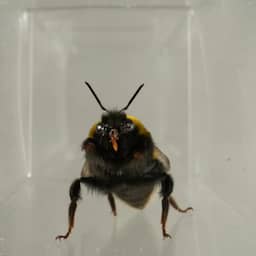 Gezichtsuitdrukkingen van hommels onthullen innerlijke gevoelens van insecten