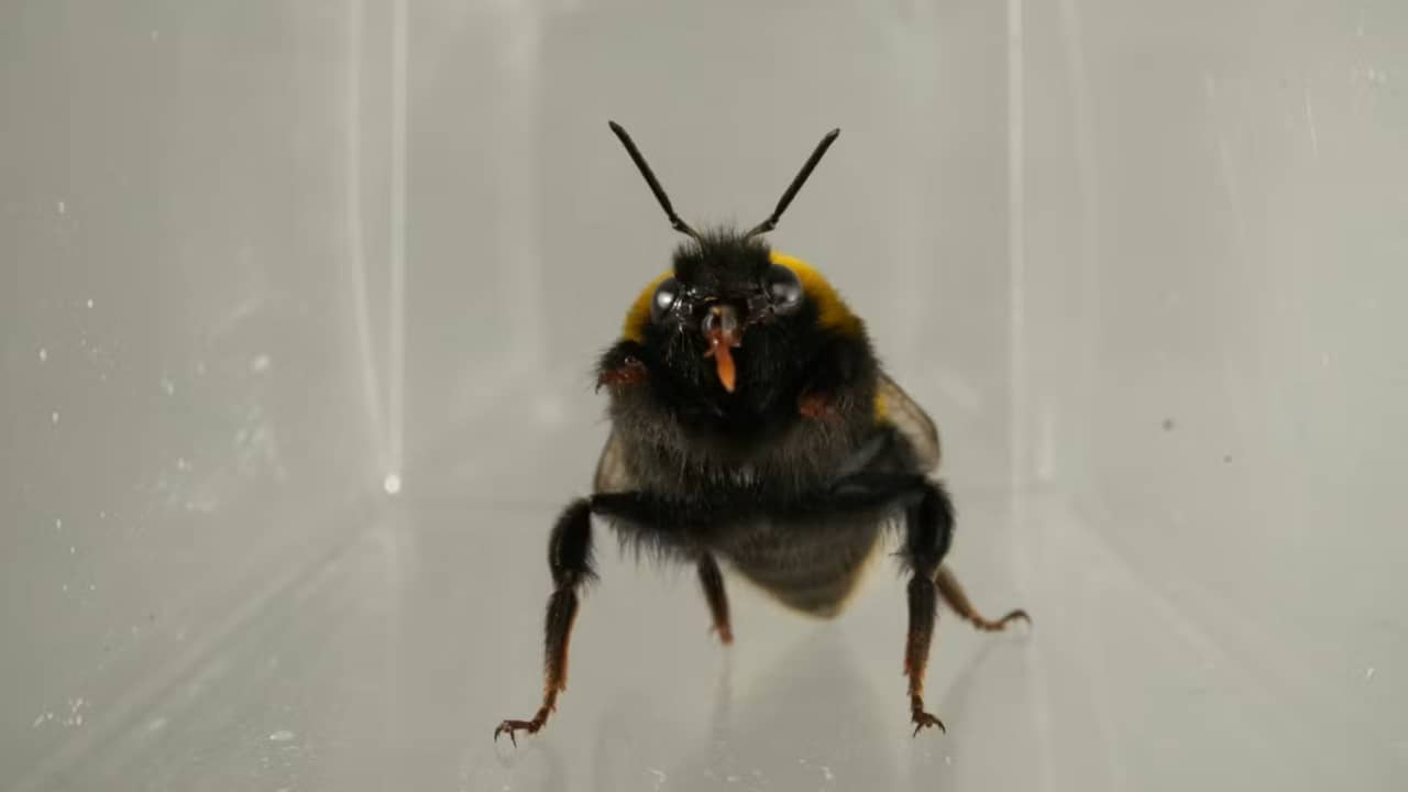 Gezichtsuitdrukkingen van hommels onthullen innerlijke gevoelens van insecten