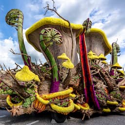 Praalwagens Bloemencorso misten door klimaatverandering bijna de hyacinten
