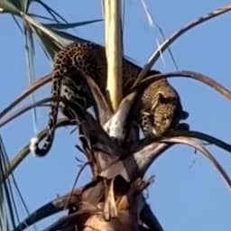 Video | Luipaard klampt zich vast aan boom bij confrontatie met bavianen