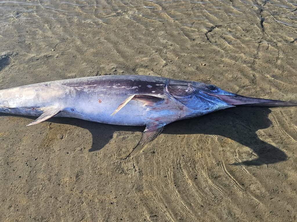 Zwaardvis die aanspoelde in Groningen waarschijnlijk gestikt in modder