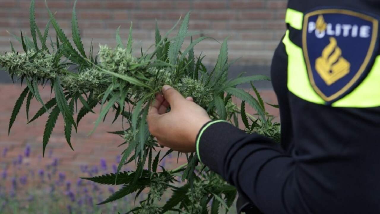 Loods met hennep in Hoofdplaat halfjaar op slot