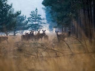 Zwabberen met stikstofdoel kan natuurherstel nog tientallen jaren vertragen