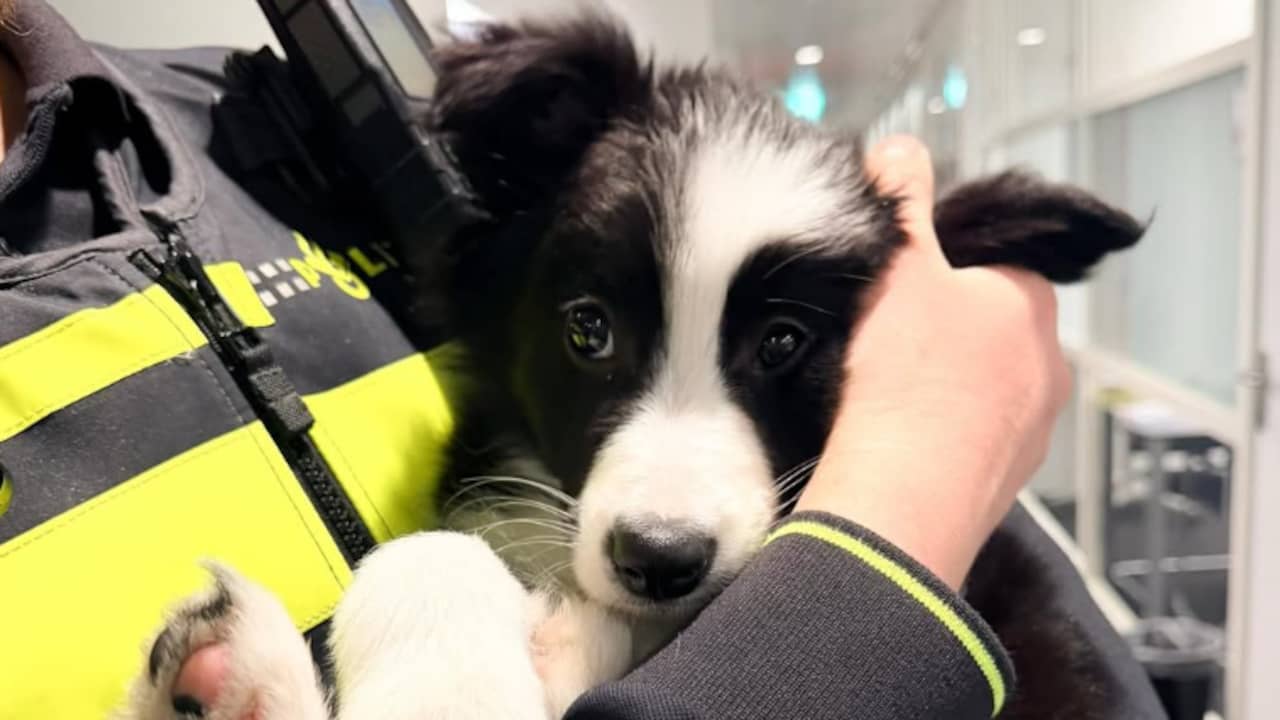 Politie redt piepende puppy van ijskoud balkon in Rotterdam-Zuid