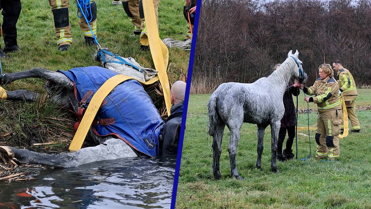 Video | Brandweer trekt met mankracht paard uit sloot in Delfgauw